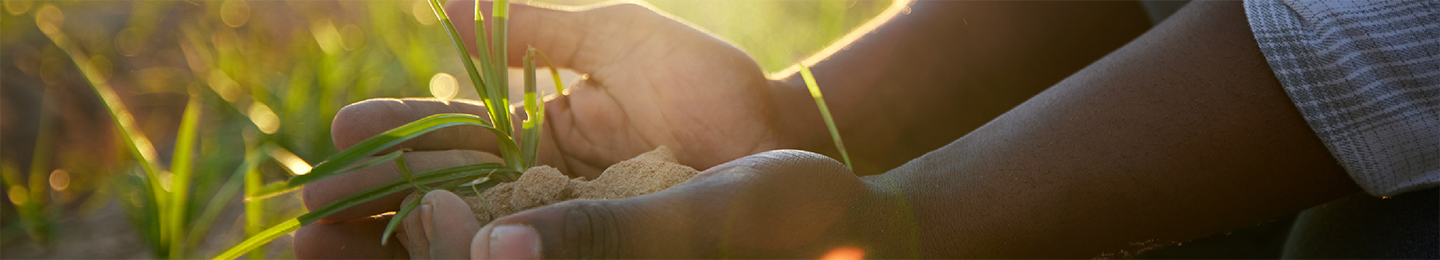 Hands holding soil
