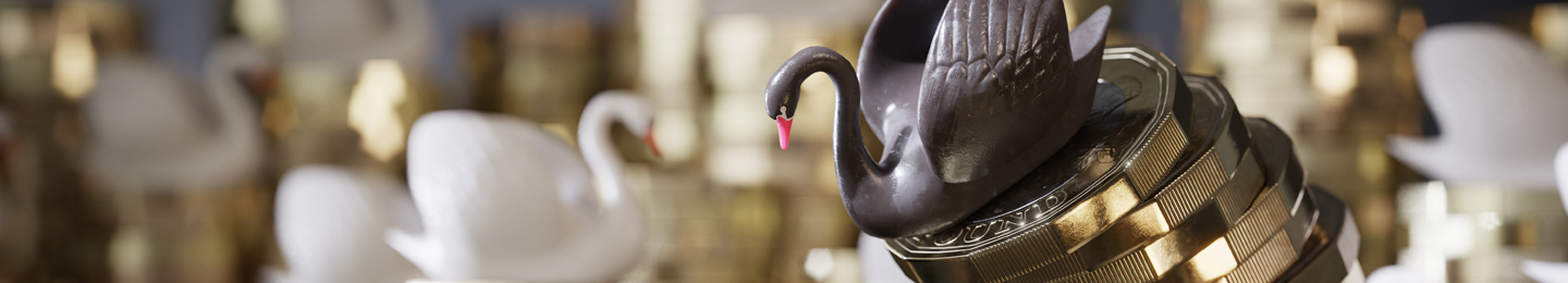 Tmaing the swan