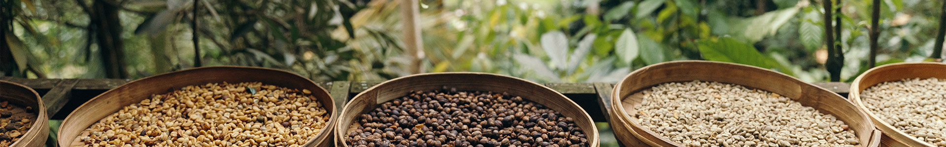 Coffee beans in tubs