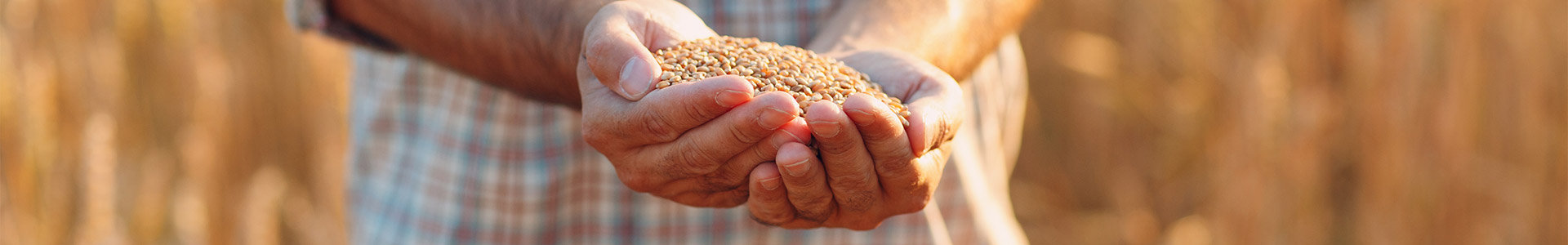 Farmer holding wheat seeds in his hand