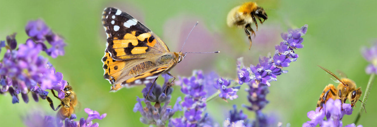 Butterfly and bees around a plant