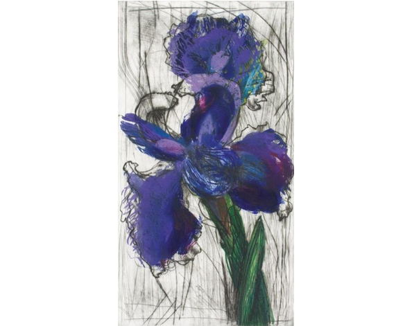 William Kentridge Dutch Iris