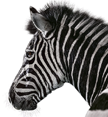 Investec zebra