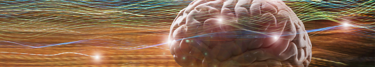 Brain