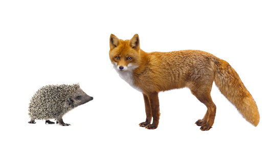 hedgehog and fox