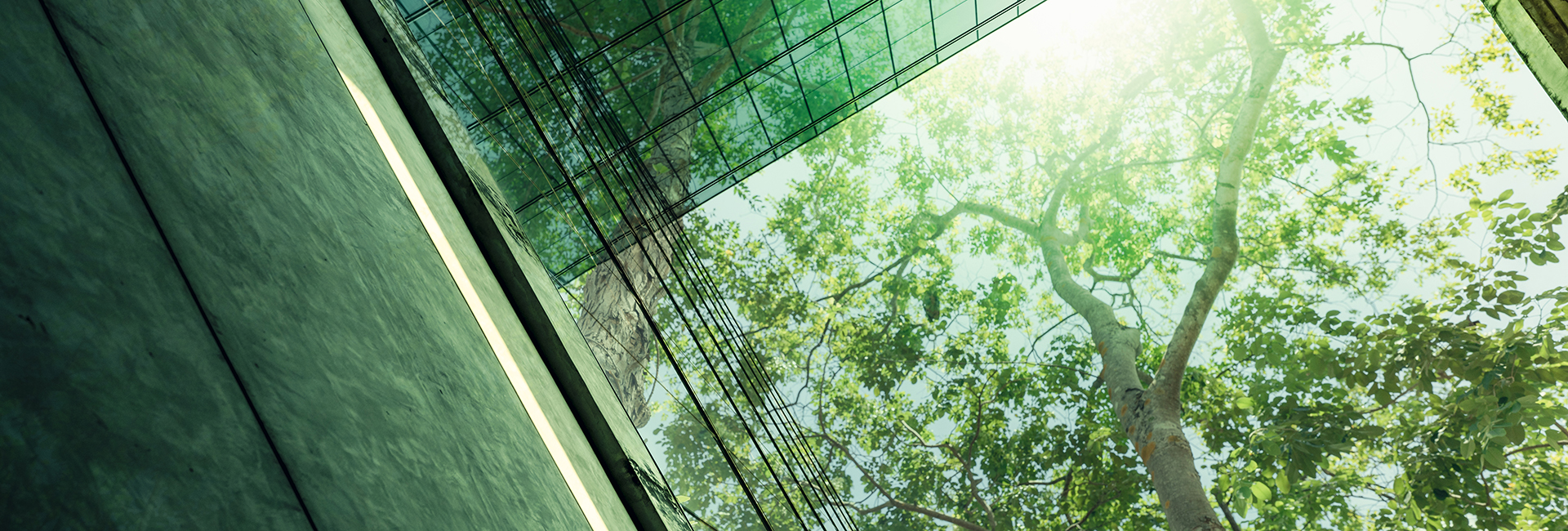 Sustainable green office showing tree and angular windows 