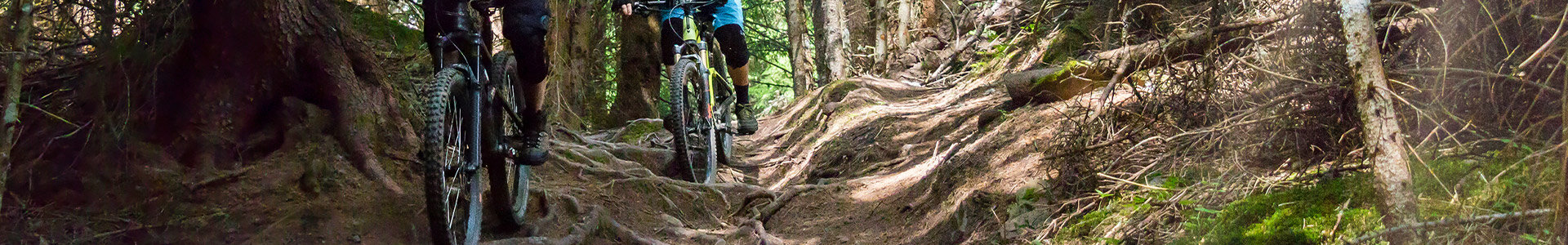 Bike riders on a bumpy track through a forest
