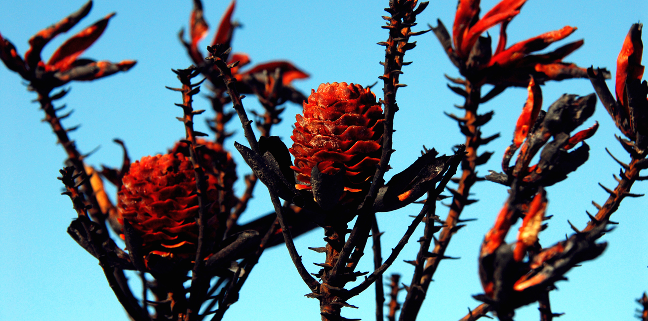 Burnt proteas