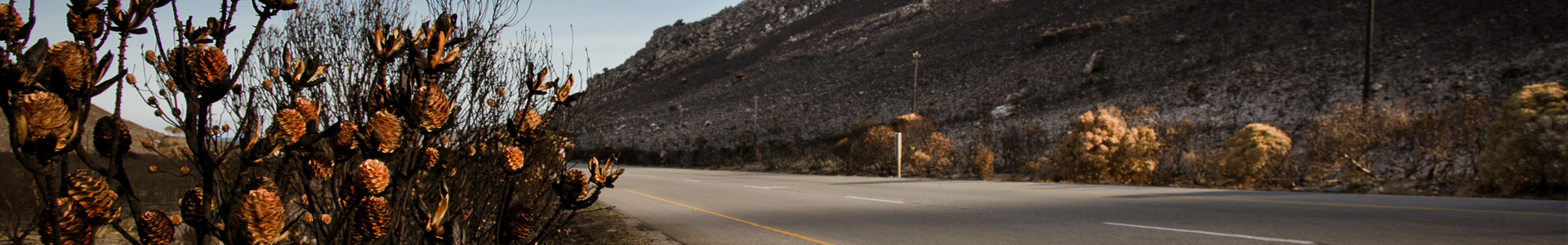 Burnt fynbos alongside a road