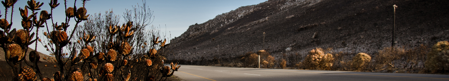 Burnt fynbos alongside a road