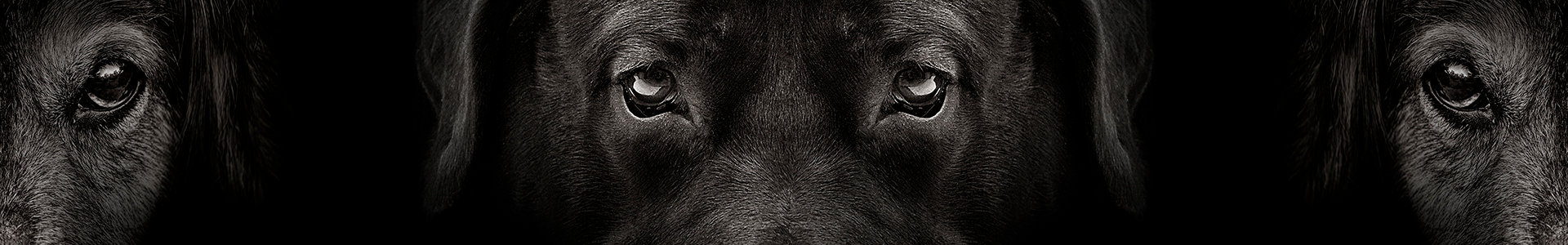 volatility-dog