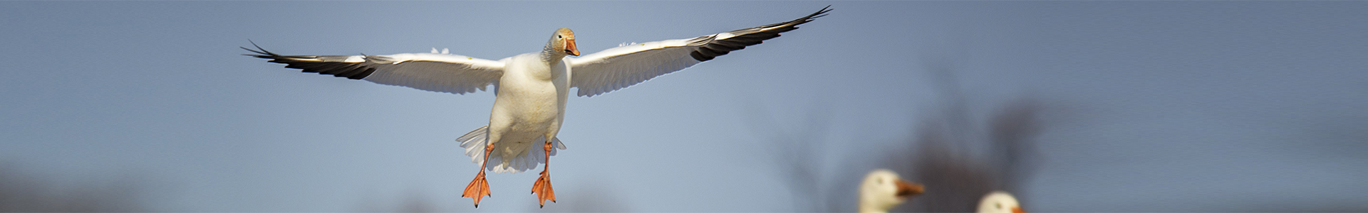 Flying goose coming into land in crowd of geese
