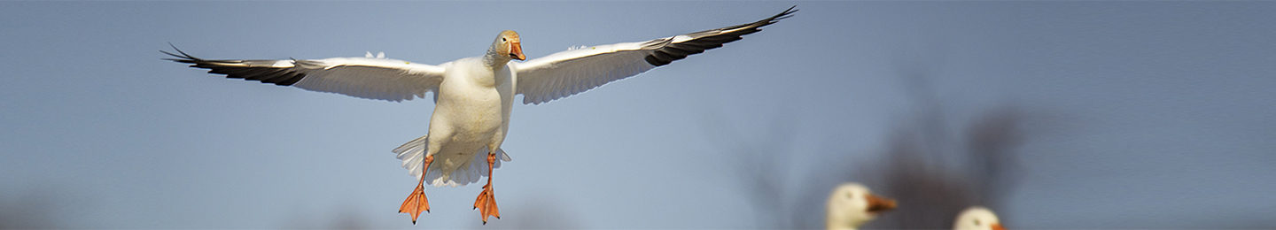 Flying goose coming into land in crowd of geese