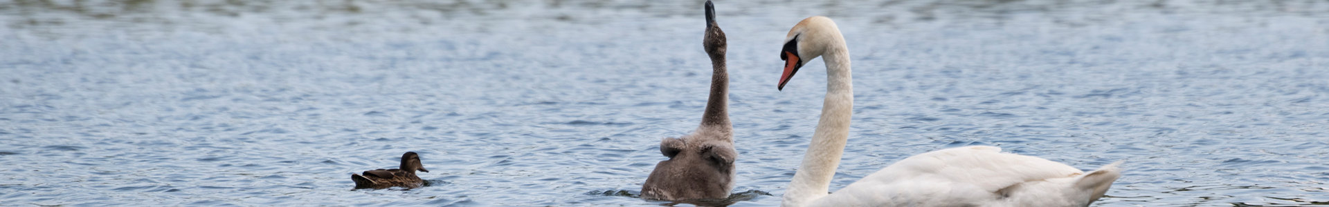 Swan and duckling