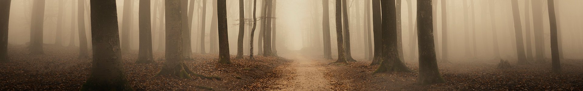 misty forest