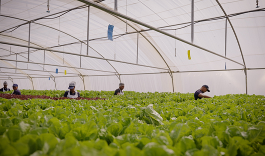 Touwsrivier Commercial Hydroponics Farm (TCHF)