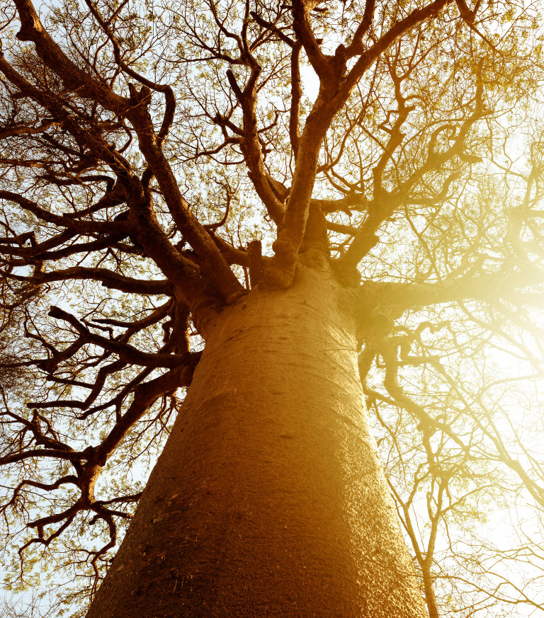 large-tree-with-ray-of-sunlight