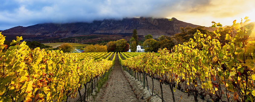 Vineyard