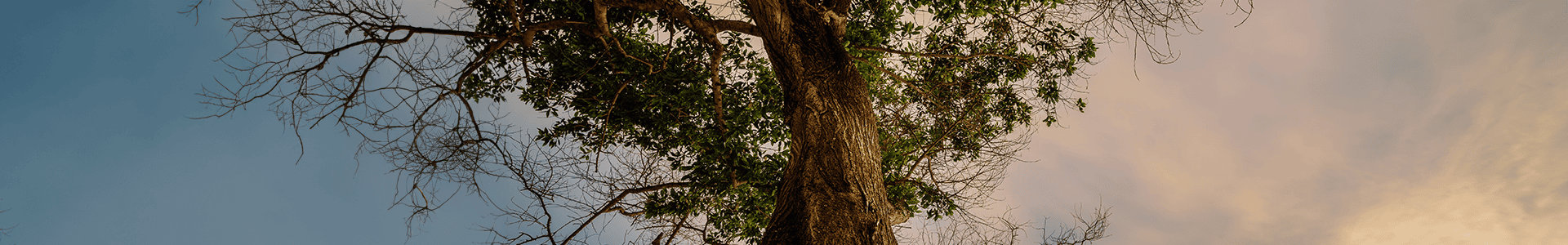 tree of growth