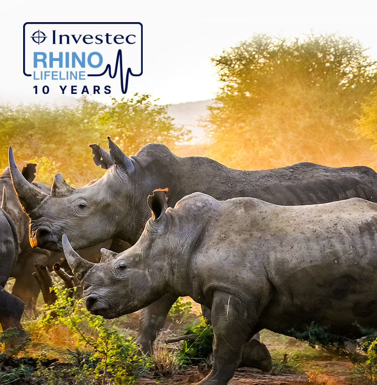 white rhino on grasslands