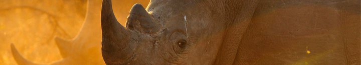 rhino at dusk 