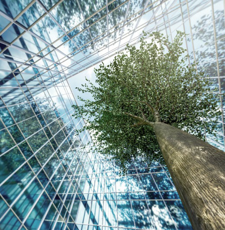 Tree growing close to glass fronted office building