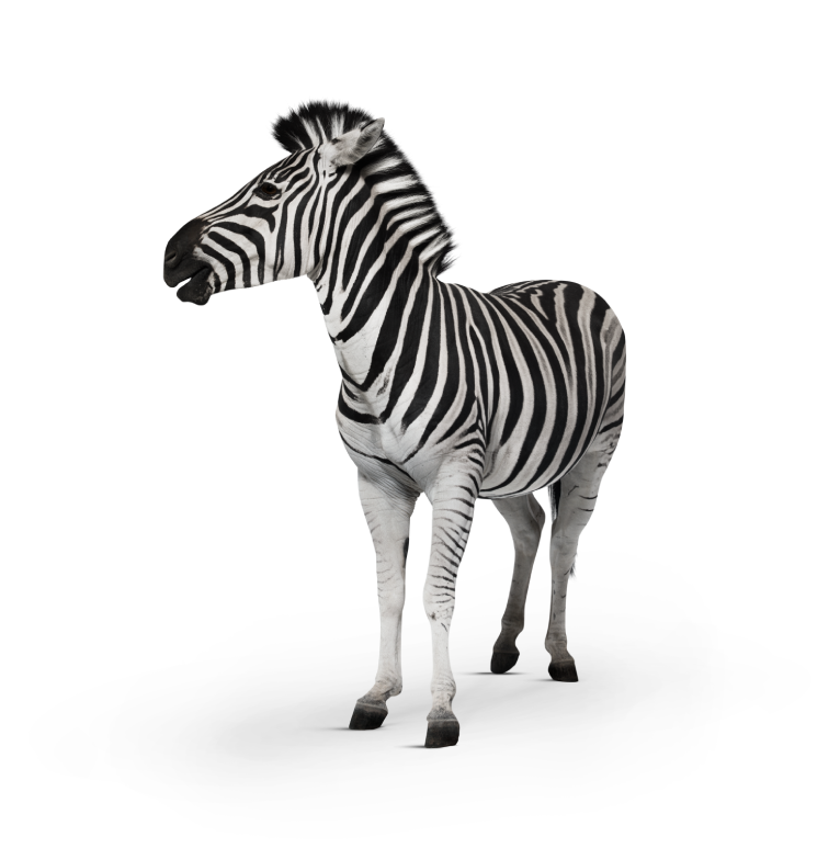 Investec's zebra