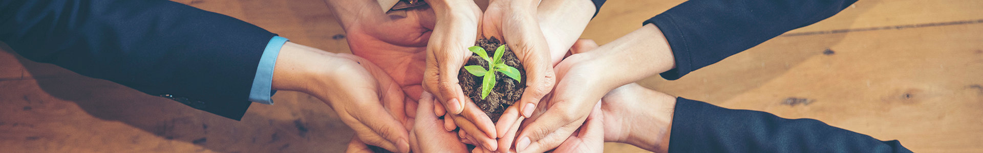 co-workers holding on to a small plant