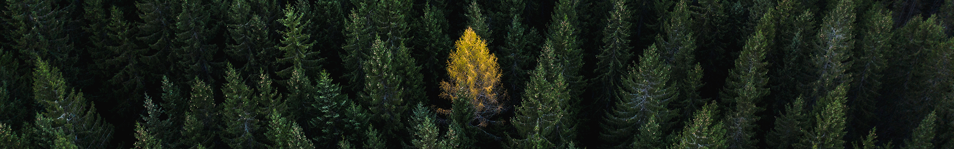 Nature's diversity