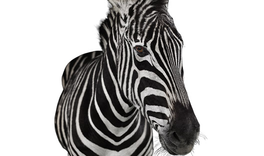 Zebra Uganda