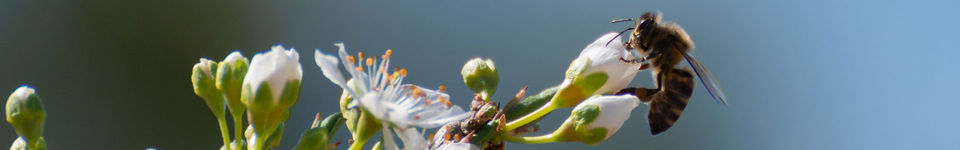 A bee pollinating white plum blossoms