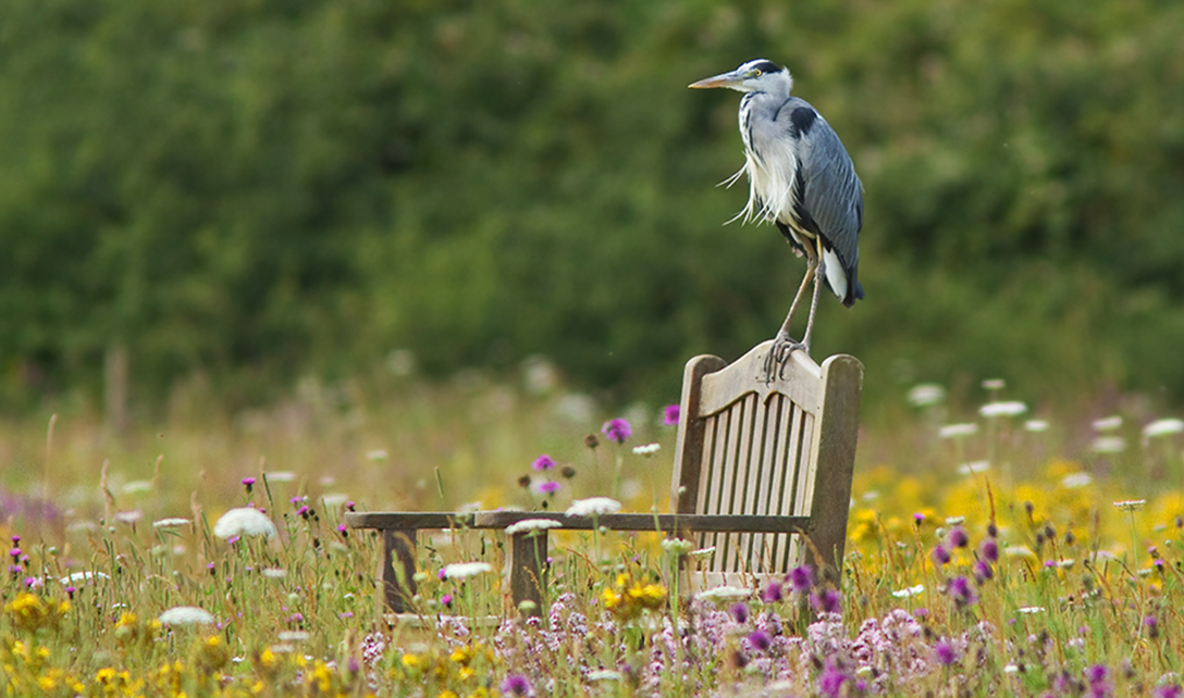 Flora and fauna heron in meadow