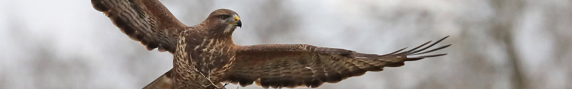 Hawk in flight landing on tree