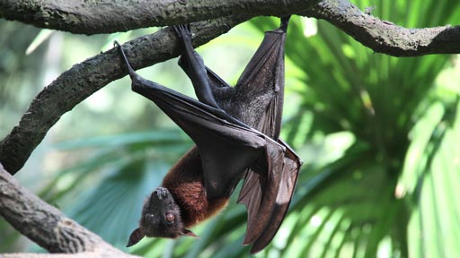 Malayan flying fox