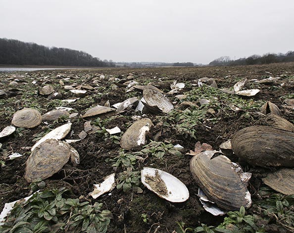 Freshwater mussel shells on the shore of depleted reservoir