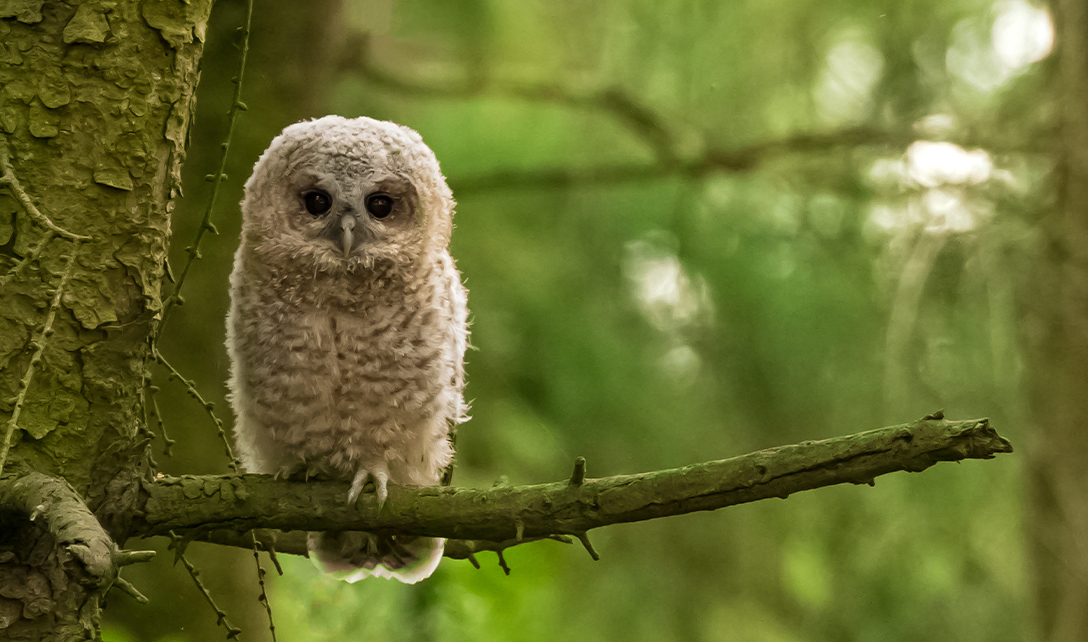 Tawny owlet