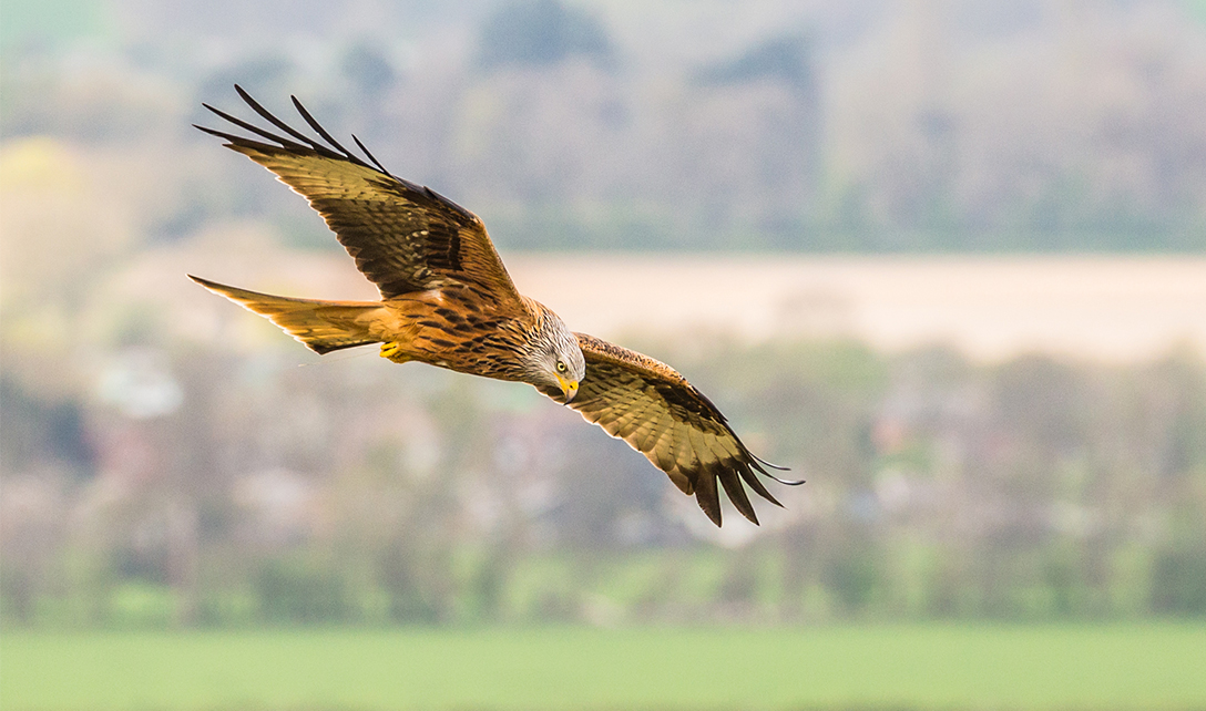 Wild Red Kite soaring