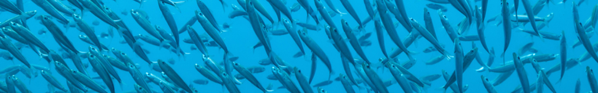 Fish under the sea