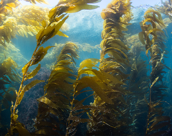 Kelp forest