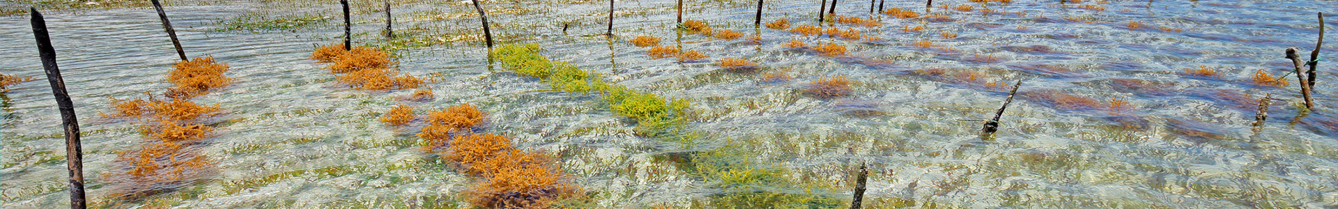 ocean innovation seaweed farm