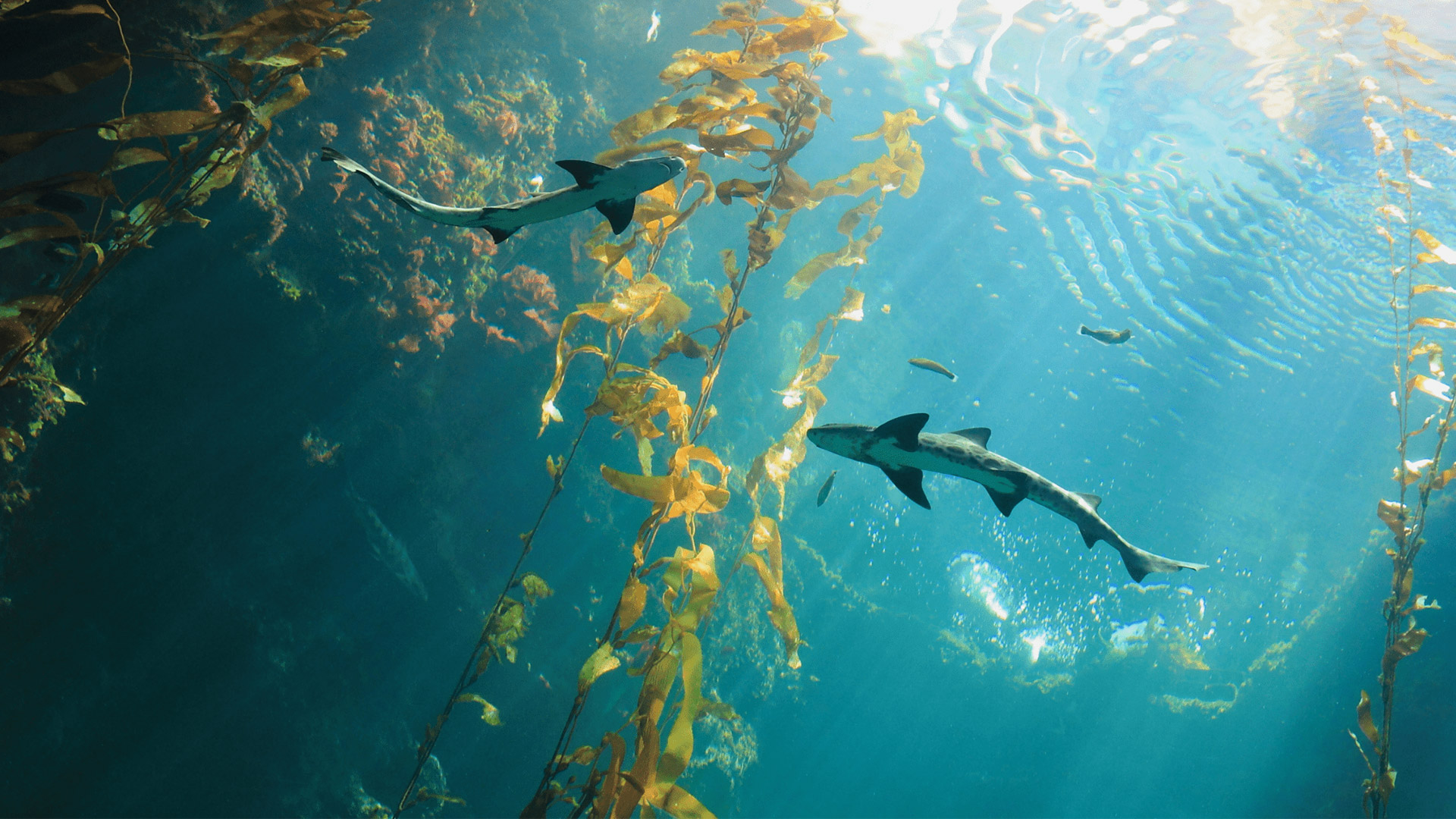 Image of sharks under the water