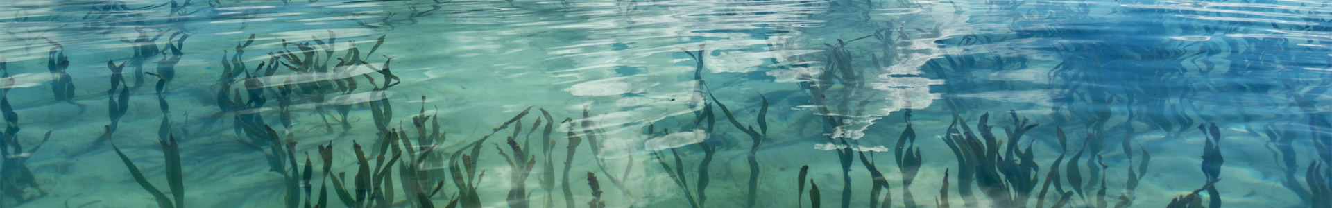 Seaweed in the ocean