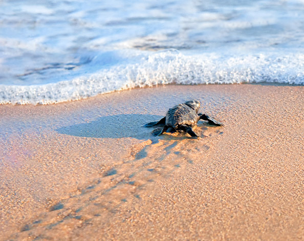 Turtle on the beach