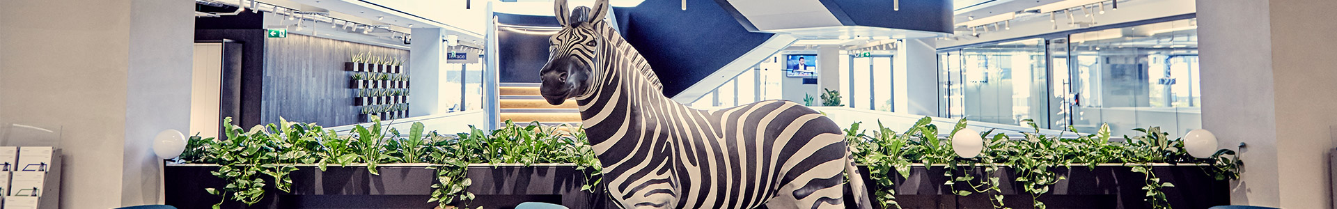 zebra at investec office