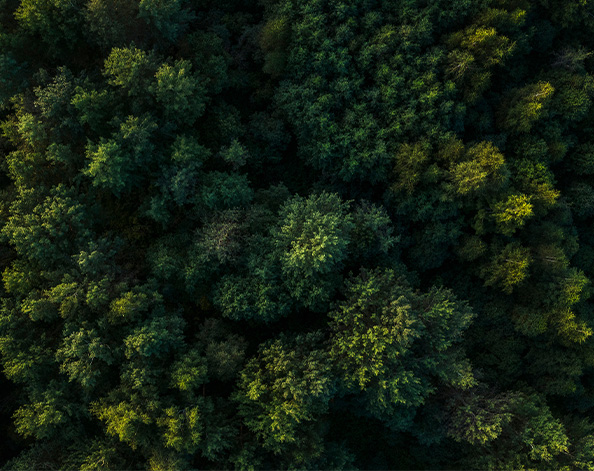 forest of trees from above