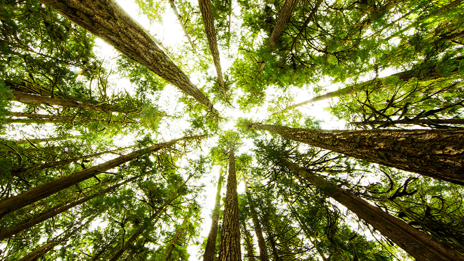 Looking up to the top of the trees in a forest