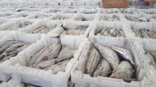 Fish for sale at a fish market