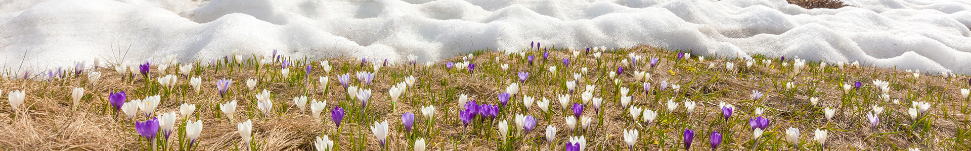 Crocus flowers during spring bloom