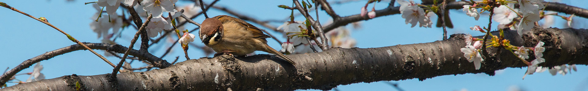 Bird sitting on blossom tree branch