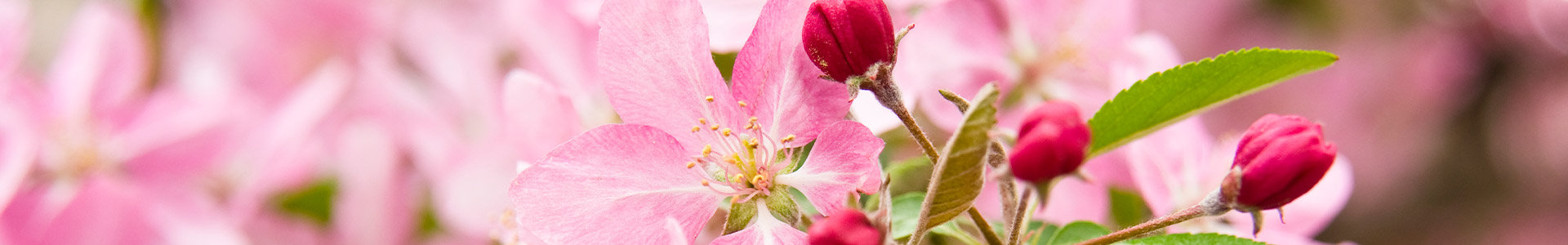 Flower buds about to bloom